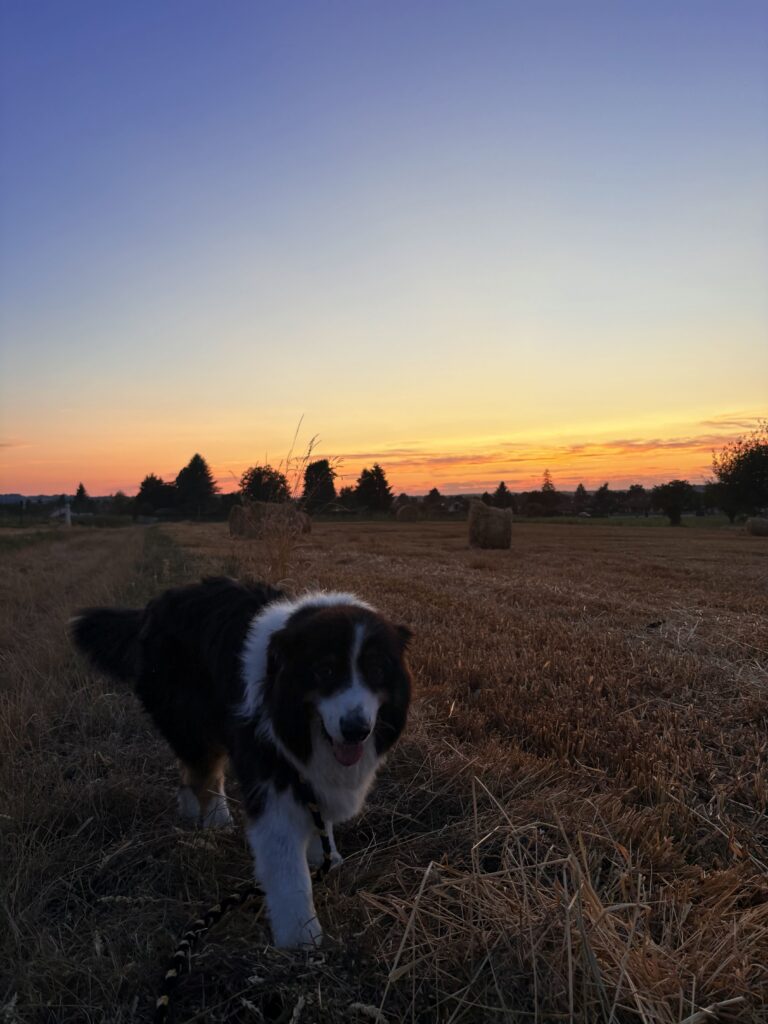 Promenade avec un chien Lucky